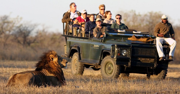 safari-africa